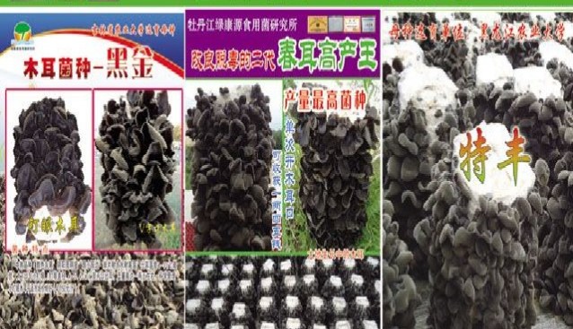 北方黑木耳專家——綠康源食用菌研究所