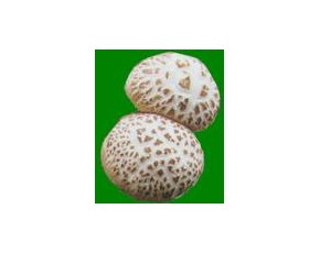 供應春栽香菇菌種，品種以9608  ，939
