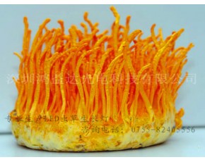 廠家直銷LED蟲草生長燈
