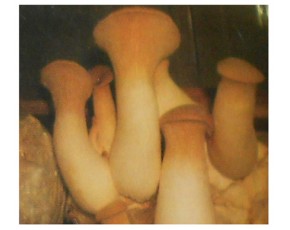 出售杏鮑菇，量大從優