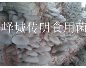 供應高溫平菇菌種菌棒