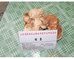 食用菌榆耳營養(yǎng)價(jià)值，榆耳怎么食用，永騰榆耳基地