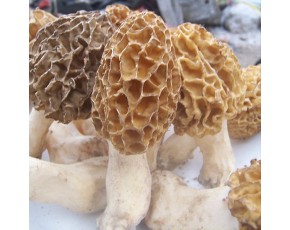 深圳最好的羊肚菌供應(yīng)