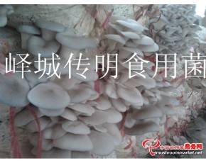 供應(yīng)高溫平菇，姬菇，秀珍菇出菇菌棒