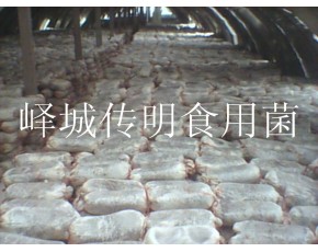 供應(yīng)高溫平菇，姬菇出菇菌棒