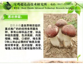 思壯赤菇——蘑菇