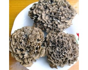 灰樹花