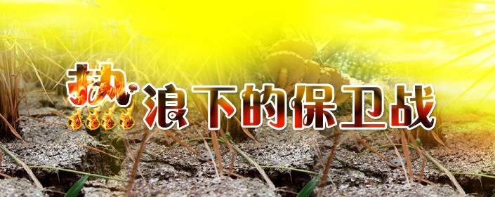 2013中國食用菌商務網——高溫專題