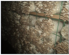 供應杏鮑菇，高溫秀珍菇原種，栽培種，指導防空洞