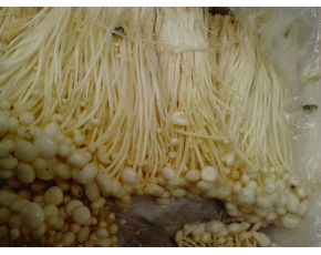 一級(jí)新鮮白色金針菇熱銷市場食品公司優(yōu)質(zhì)原料