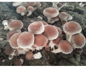 優質綠色有機新鮮/干香菇木耳