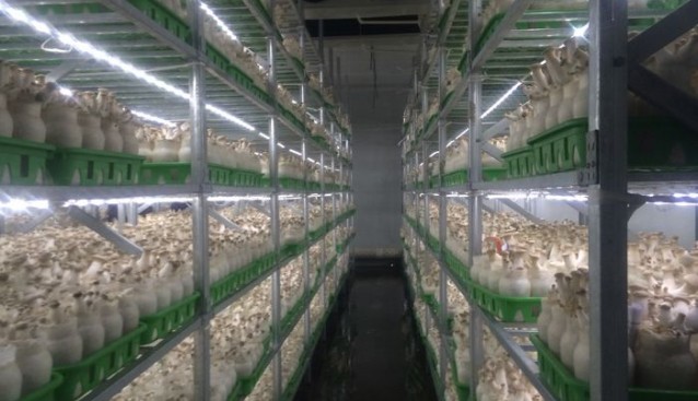 崛起中的河南食用菌企業——世紀香