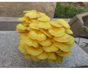 榆黃菇菌種、菌棒
