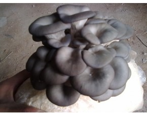 黑平原種、菌種、菌棒、菌包
