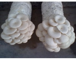 白平菌種、菌棒、原種
