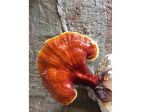靈芝菌種、菌棒、原種