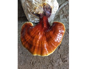靈芝菌種、菌棒、原種