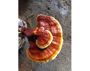 靈芝菌種、菌棒、原種