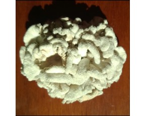 白參菌菇、白參（云南）、樹花（陜西）、白花、雞毛菌（北方）。
