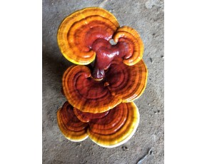靈芝菌種、菌棒、原種 