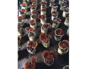 香菇菌種、菌棒、原種