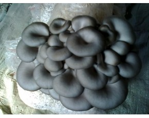 黑平菌種、菌棒、原種