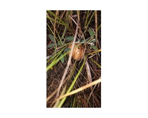 野生食用菌
