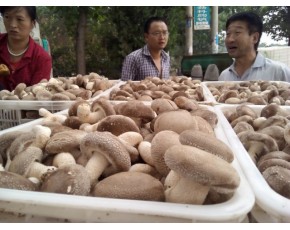 夏菇靈仙