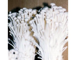 金針菇菌種，菌棒，原種