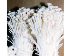 金針菇菌種、菌棒、原種