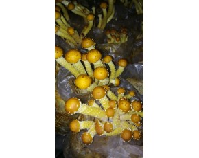 黃傘菇鮮菇，干菇