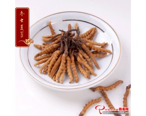冬蟲夏草王特級(jí) 一級(jí)代理 總銷售