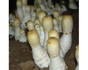 姬菇菌種、菌棒、原種