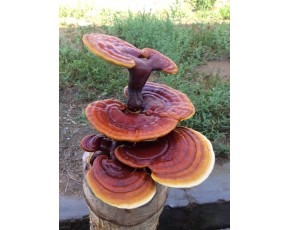 靈芝菌種、菌棒、原種