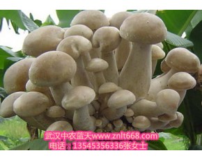 有機(jī)食用菌全套設(shè)備