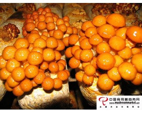 長(zhǎng)期供應(yīng)滑子菇