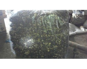 廣昌茶樹菇5號，廣昌茶樹菇3號