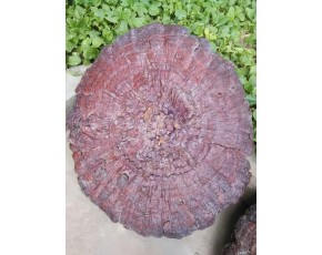 大靈芝、特大紅靈芝 