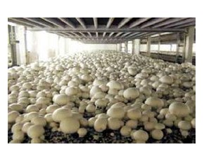 精品雙孢菇供應(yīng)
