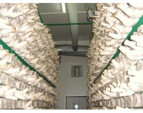 YLC食用菌專用工業加濕器