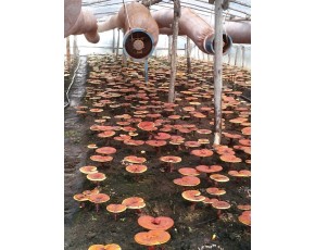 優質柞木靈芝