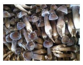 黑皮雞樅菌鮮菇發到全國各地40元公斤