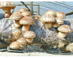 大量批發食用菌鮮菇