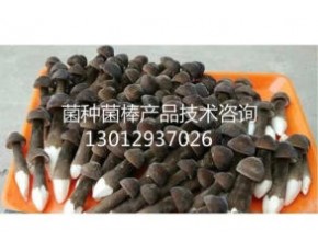 黑皮雞樅菌鮮菇發(fā)到全國(guó)各地40元公斤