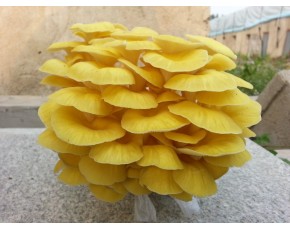 榆黃菇菌種、菌棒、原種、母種