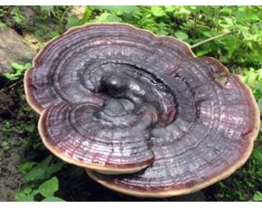 野生靈芝供應