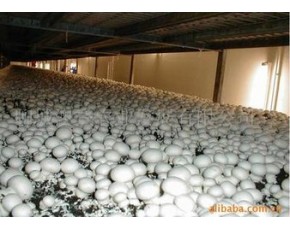 大量供應工廠化雙孢菇鮮品