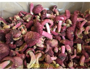 廣西野生紅菌