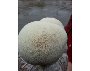 猴頭菇菌種、菌棒、原種、母種