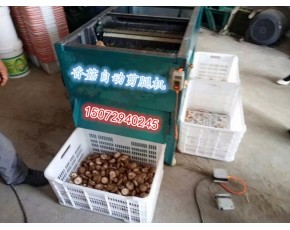香菇自動剪腿機 剪腳機 香菇剪柄機 香菇自動剪腳機 烘干機裝袋機
